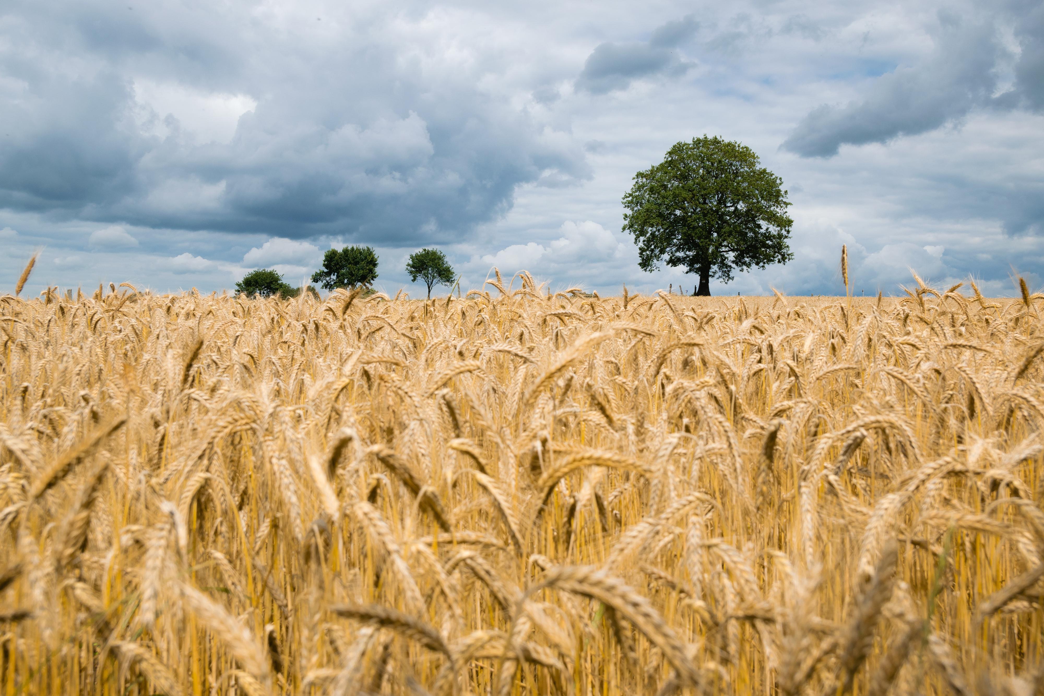 Shavuot